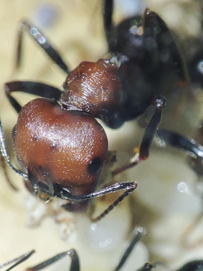 фото messor arenarius