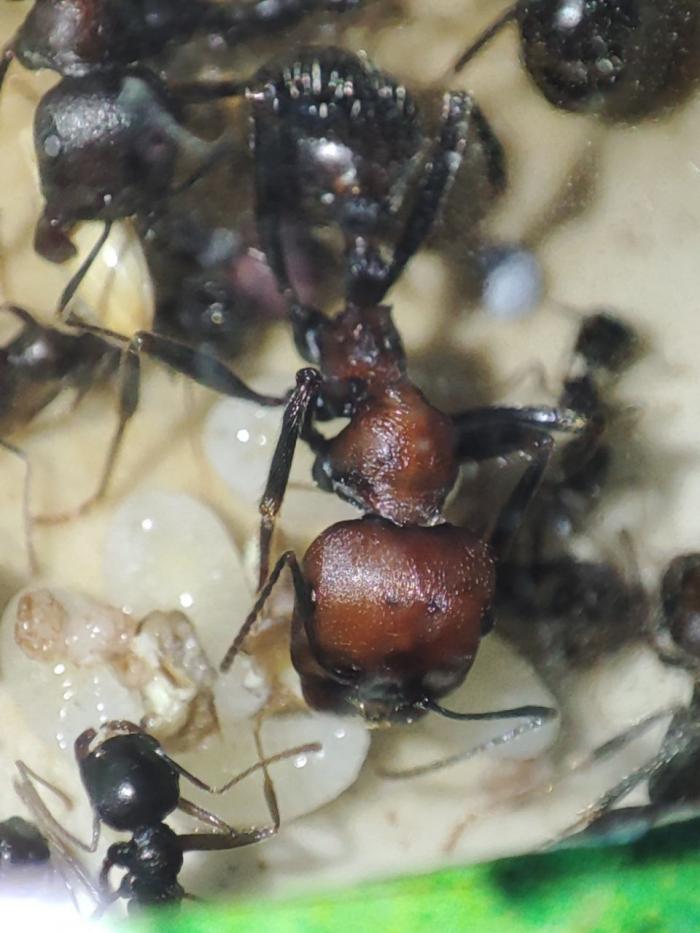 фото messor arenarius