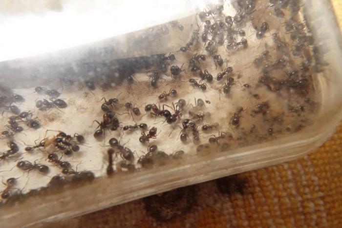 Арена формика