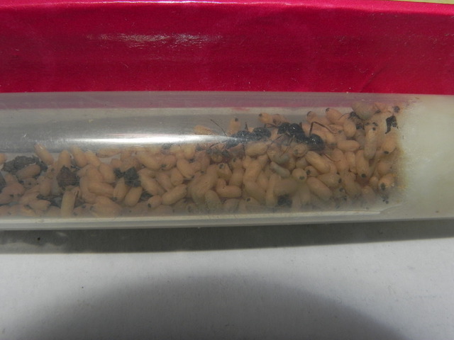 L. fuliginosus 1_0.jpg