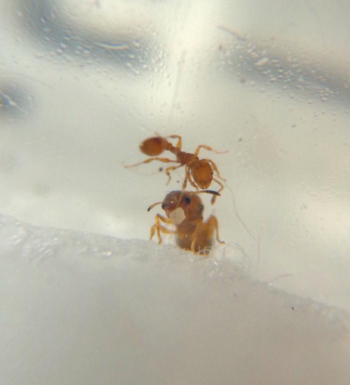 Всем привет