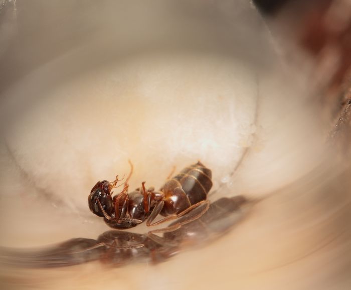  Ð´Ð¾ÑÐ»Ð°Ñ Ñ ÑÐ¹ÑÐ°Ð¼Ð¸.jpg