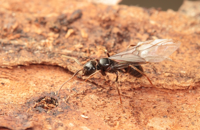  ÐºÑÑÐ»Ð°ÑÐ°Ñ Ð±ÐµÐ¶Ð¸Ñ.jpg