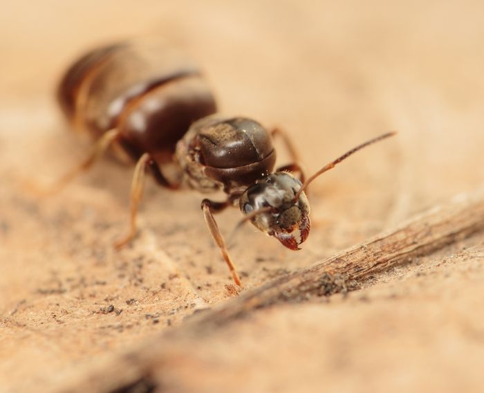  Ð½Ð° Ð»Ð¸ÑÑÐµ Ð¿ÐµÑÐµÑÐ²ÐµÑ.jpg