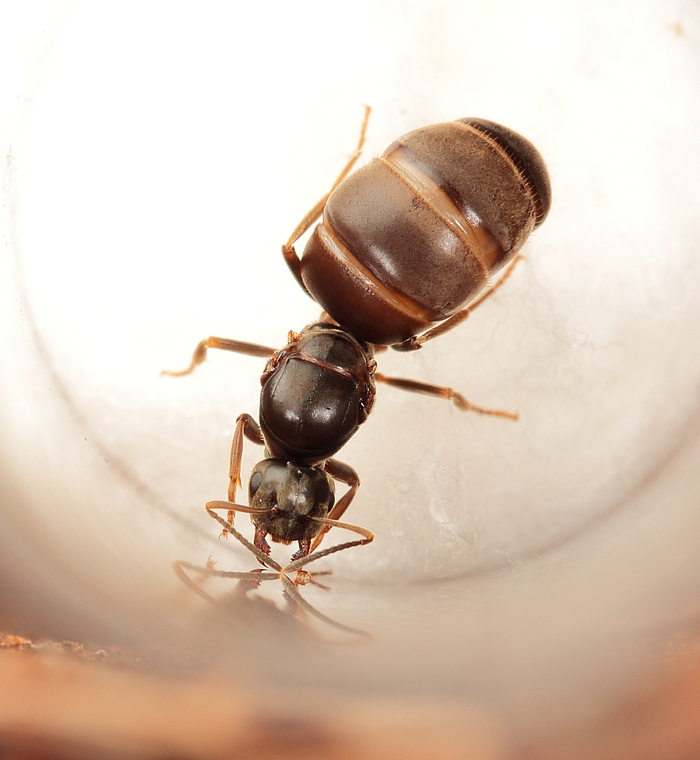  Ñ ÑÐ°Ð·Ð´ÑÑÑÐ¼ Ð±ÑÑÑÐºÐ¾Ð¼1.jpg