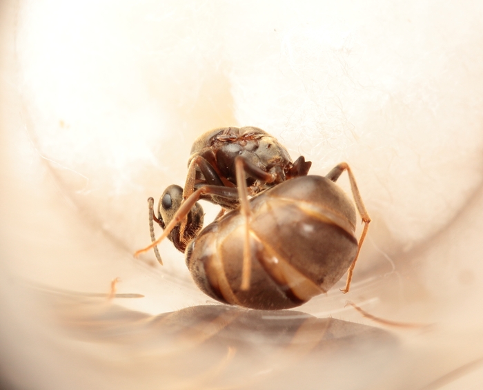  Ñ ÑÐ°Ð·Ð´ÑÑÑÐ¼ Ð±ÑÑÑÐºÐ¾Ð¼4.jpg