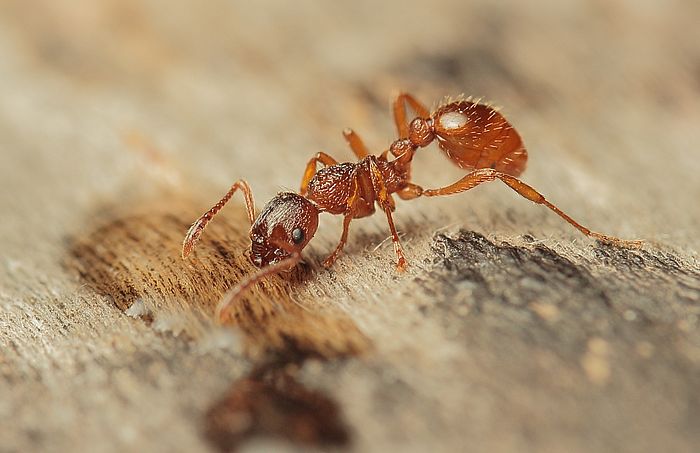 myrmica-1.jpg