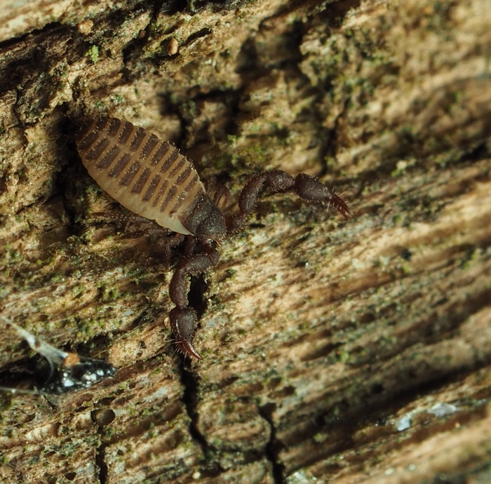 pseudoscorpiones.jpg