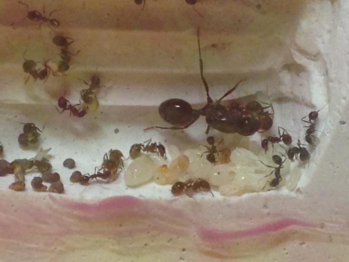  Фотка на телефон через 2 стекла с приближением ;)