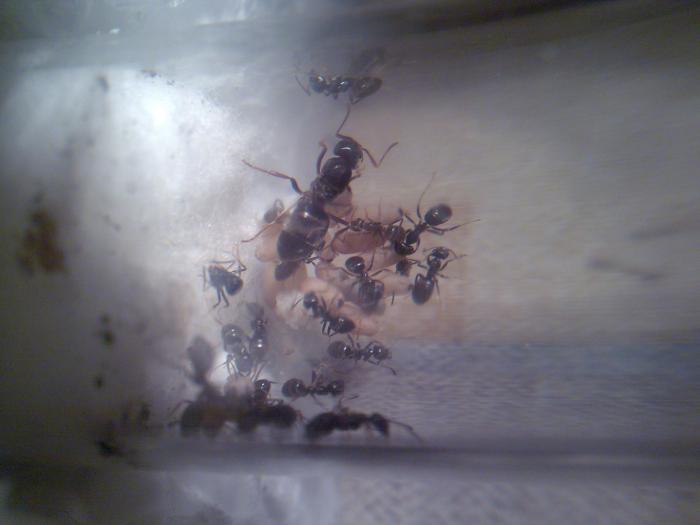 Яйца умбратуса