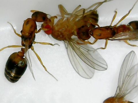  Ð´ÑÐ¾Ð·Ð¾ÑÐ¸Ð» ÐºÐ¾ÑÐ¾Ð»ÐµÐ²Ð°Ð¼Ð¸.jpg