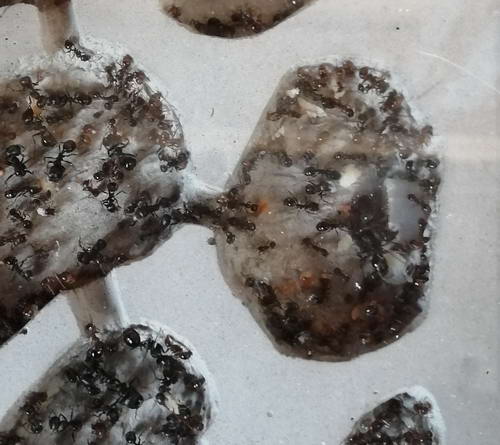  Ð½Ð¾Ð² ÑÐ¾ÑÐ¼_Ð¸Ð·Ð¼ÐµÐ½.ÑÐ°Ð·Ð¼ÐµÑ.jpg