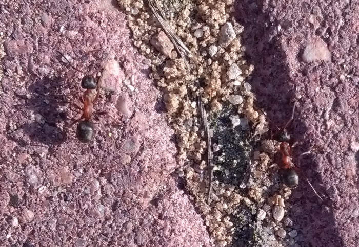 2 1_измен.ÑазмеÑ.jpg