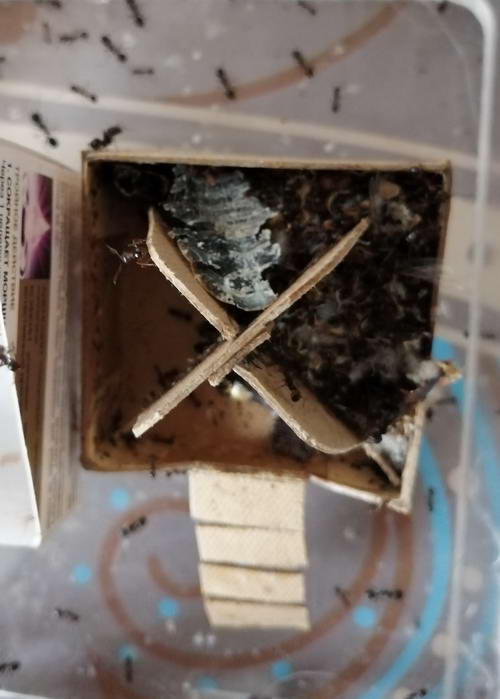 2 1_измен.ÑазмеÑ_1.jpg