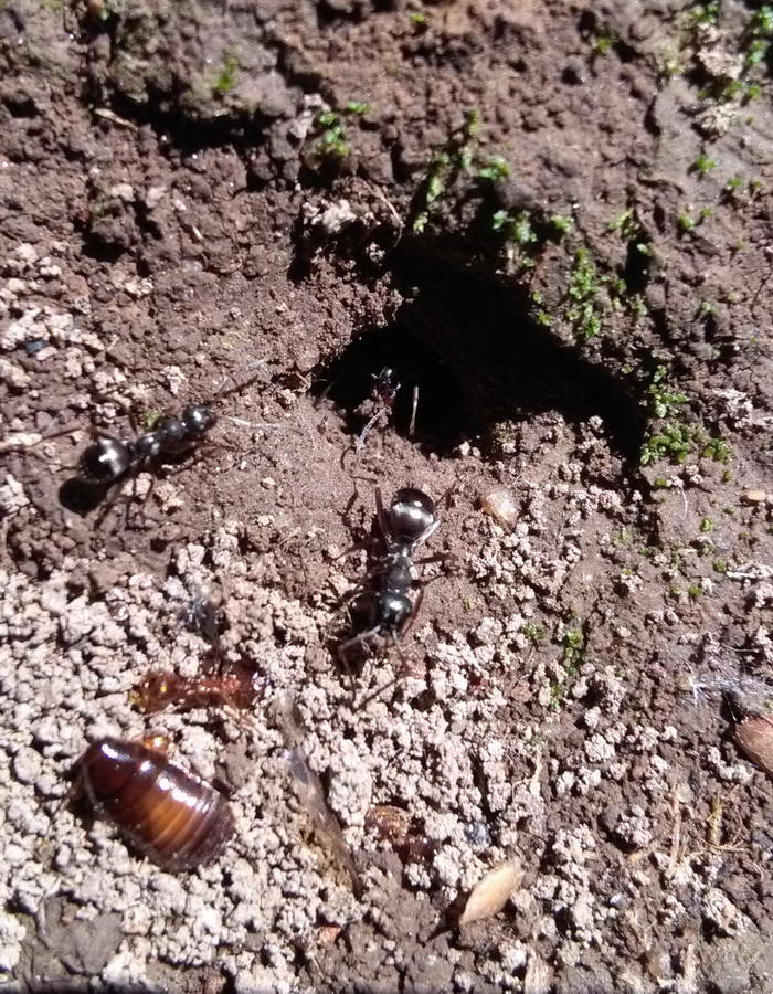 2 IMG_20190622_115701 ÐºÐ¾Ð¿Ð°ÑÑ, ÑÐ°ÑÐ°ÐºÐ°Ð½_Ð¸Ð·Ð¼ÐµÐ½.ÑÐ°Ð·Ð¼ÐµÑ_0.jpg