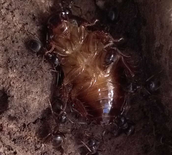 4 IMG_20190622_115606 ÑÐ°ÑÐ°ÐºÐ°Ð½_Ð¸Ð·Ð¼ÐµÐ½.ÑÐ°Ð·Ð¼ÐµÑ.jpg