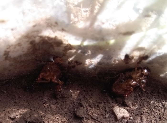 5 IMG_20190622_121637 ÑÐ°Ð·-Ð´Ð²Ð°_Ð¸Ð·Ð¼ÐµÐ½.ÑÐ°Ð·Ð¼ÐµÑ.jpg