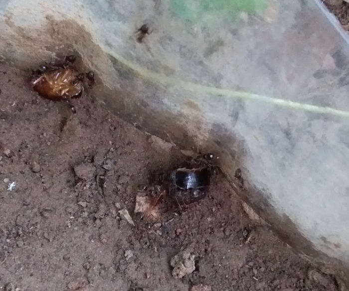 7 IMG_20190622_201306 ÑÐ¾Ð»ÑÐ°ÑÐ°ÐºÐ°Ð½Ð°_Ð¸Ð·Ð¼ÐµÐ½.ÑÐ°Ð·Ð¼ÐµÑ.jpg