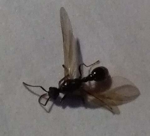 IMG_20170911_180554 1.jpg