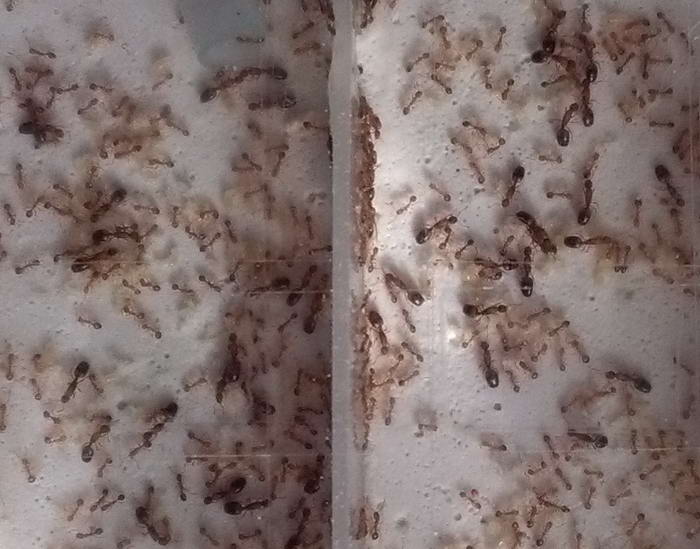 IMG_20190320_145329 Ð¼Ð°ÑÐºÐ¸_Ð¸Ð·Ð¼ÐµÐ½.ÑÐ°Ð·Ð¼ÐµÑ.jpg