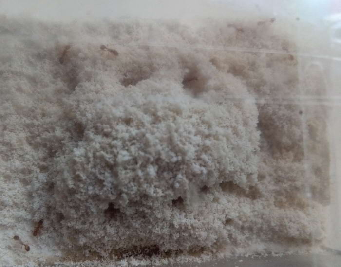 IMG_20190613_193002 1 ÑÐ½ÐµÐ¶Ð½ÑÐ¹ Ð´Ð¾Ð¼Ð¸Ðº_Ð¸Ð·Ð¼ÐµÐ½.ÑÐ°Ð·Ð¼ÐµÑ.jpg