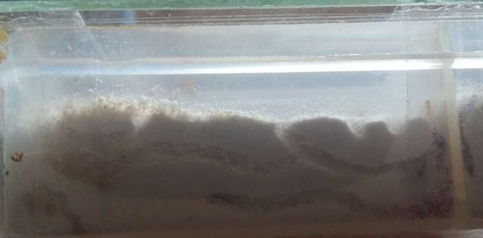 IMG_20190613_193104 1 ÐºÐ°ÑÐ°ÐºÐ¾Ð¼Ð±Ñ_Ð¸Ð·Ð¼ÐµÐ½.ÑÐ°Ð·Ð¼ÐµÑ.jpg