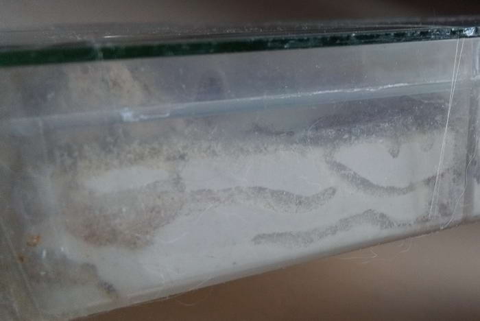 IMG_20190613_193124 1 ÑÐ¼Ð°Ð¹Ð»Ð¸Ðº_Ð¸Ð·Ð¼ÐµÐ½.ÑÐ°Ð·Ð¼ÐµÑ.jpg