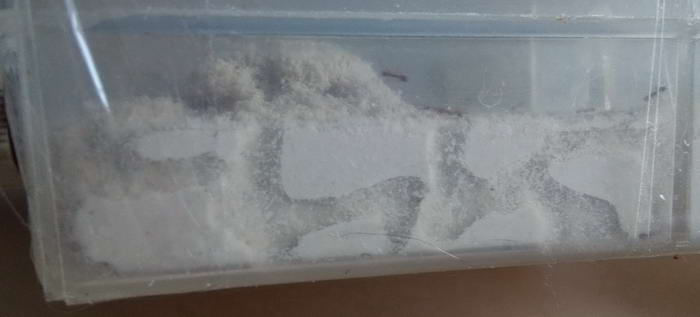 IMG_20190613_193138-1 ÐµÑÐº_Ð¸Ð·Ð¼ÐµÐ½.ÑÐ°Ð·Ð¼ÐµÑ.jpg