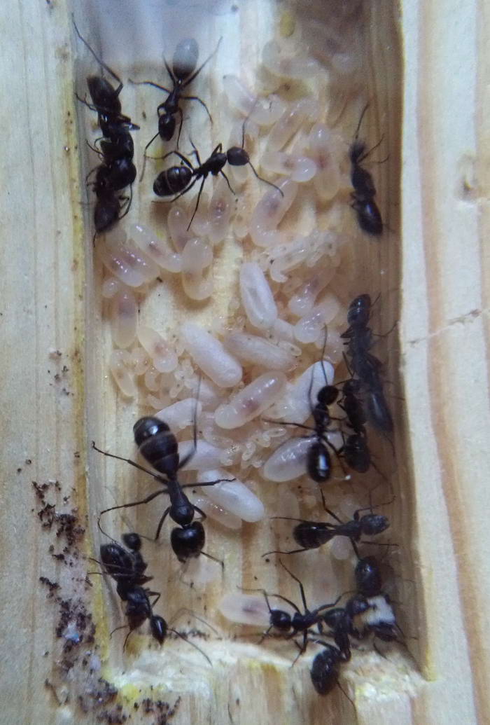 IMG_20190623_081227 ÐºÐ¾ÐºÐ¾Ð½Ñ_Ð¸Ð·Ð¼ÐµÐ½.ÑÐ°Ð·Ð¼ÐµÑ.jpg