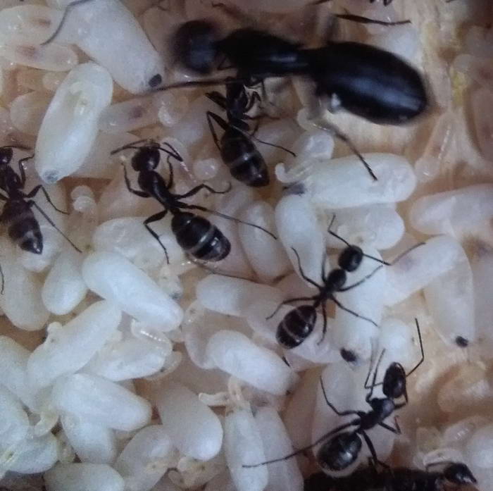 IMG_20190630_182011 коÑ_измен.ÑазмеÑ.jpg