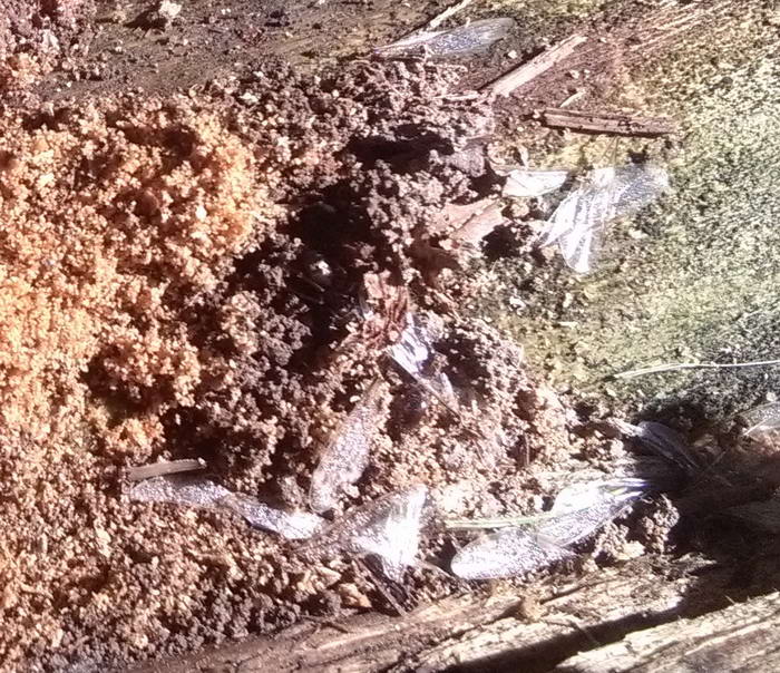 IMG_20190713_095449 ÐºÑÑÐ»ÑÑ_Ð¸Ð·Ð¼ÐµÐ½.ÑÐ°Ð·Ð¼ÐµÑ.jpg