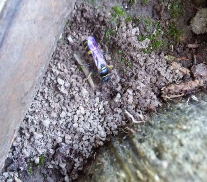 IMG_20190728_185613 Ð¾ÑÐ° 2_Ð¸Ð·Ð¼ÐµÐ½.ÑÐ°Ð·Ð¼ÐµÑ.jpg