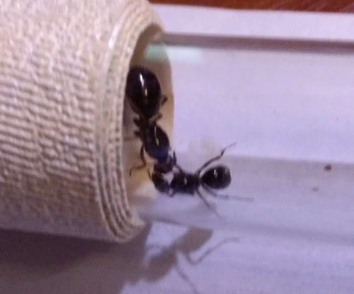 IMG_20190827_194923 ÑÑÑÐºÐ¸ 2_Ð¸Ð·Ð¼ÐµÐ½.ÑÐ°Ð·Ð¼ÐµÑ.jpg