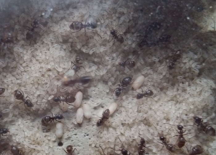 IMG_20190921_142130 Ð½Ð¸Ð³ ÑÐ°ÑÐ¿Ð»Ð¾Ð´_Ð¸Ð·Ð¼ÐµÐ½.ÑÐ°Ð·Ð¼ÐµÑ.jpg