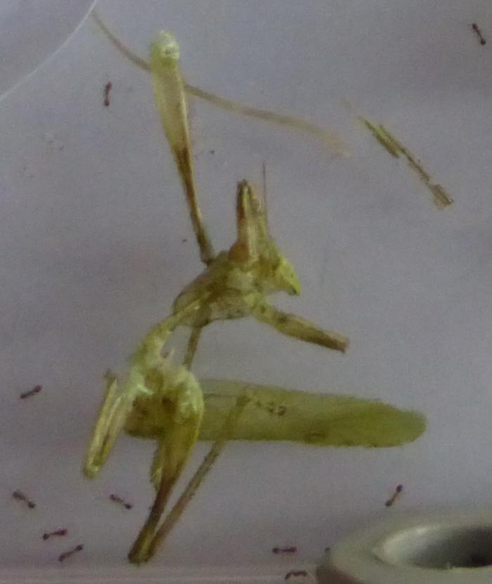 P1000716 ÑÐ°ÑÐ°Ð½ÑÐ°.jpg