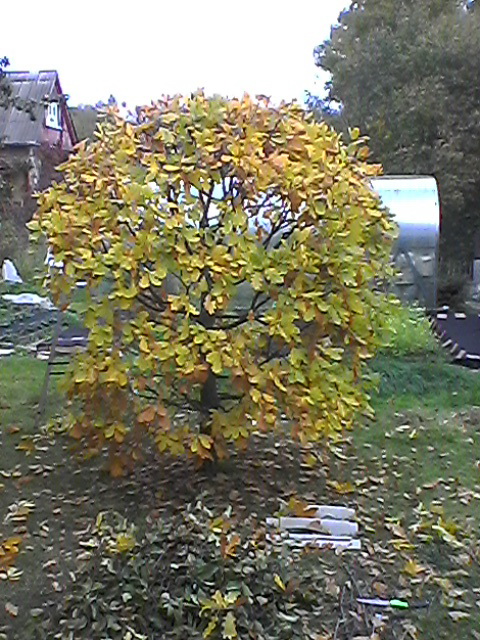 Photo0300 Ð´ÑÐ±.jpg