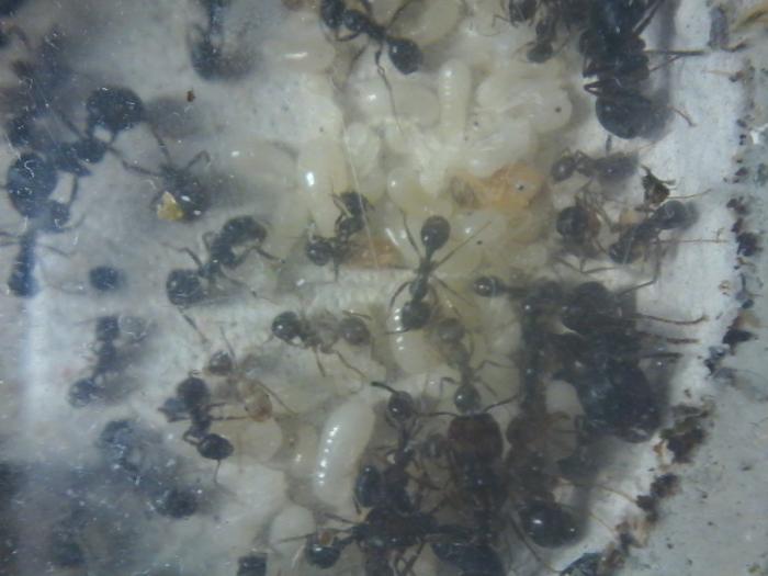 Расплод и остальное