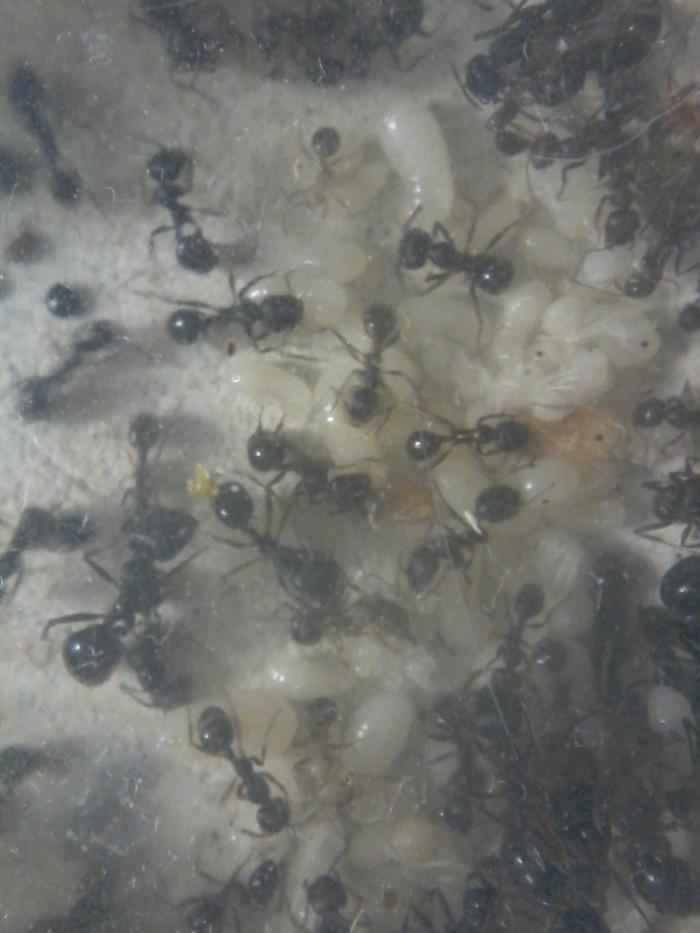 Расплод и остальное