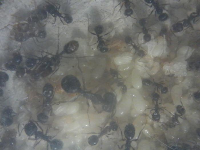 Расплод и остальное