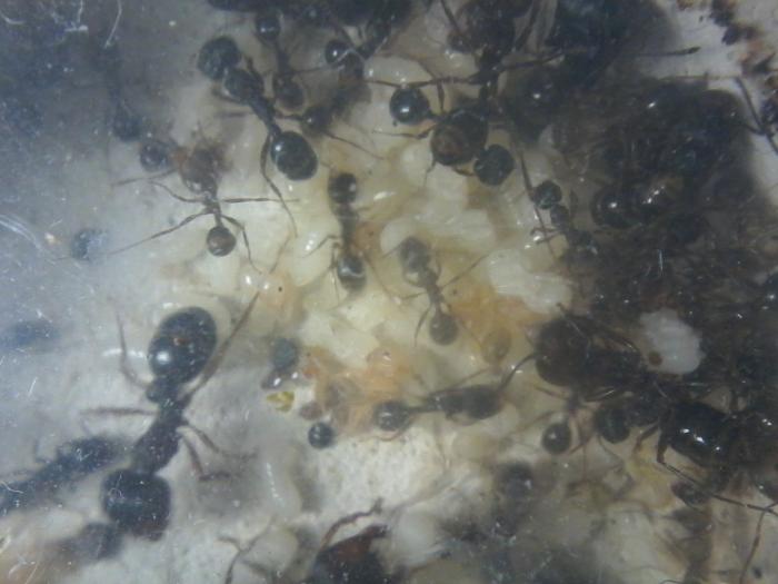 Расплод и остальное