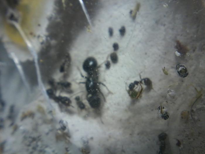 Степная королева