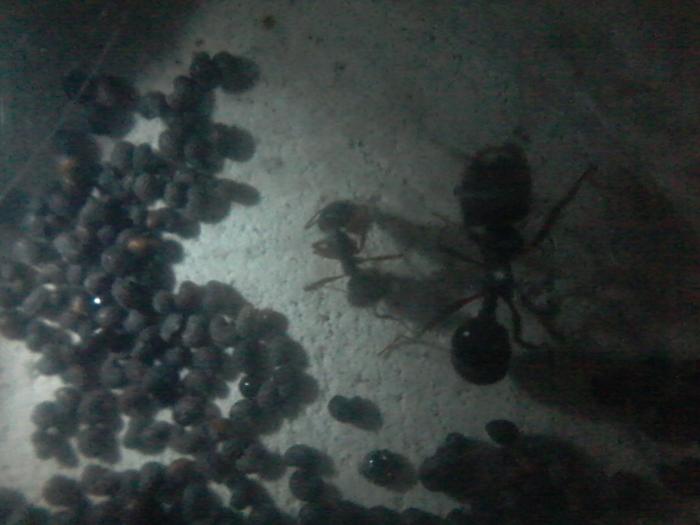 Воительница и малышка-труженница