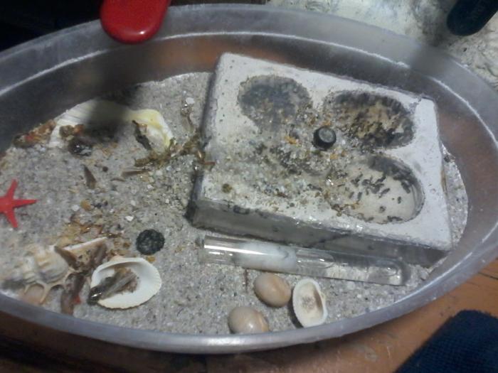 Формикарий и арена