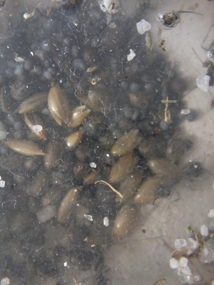 Кладовая-кухня