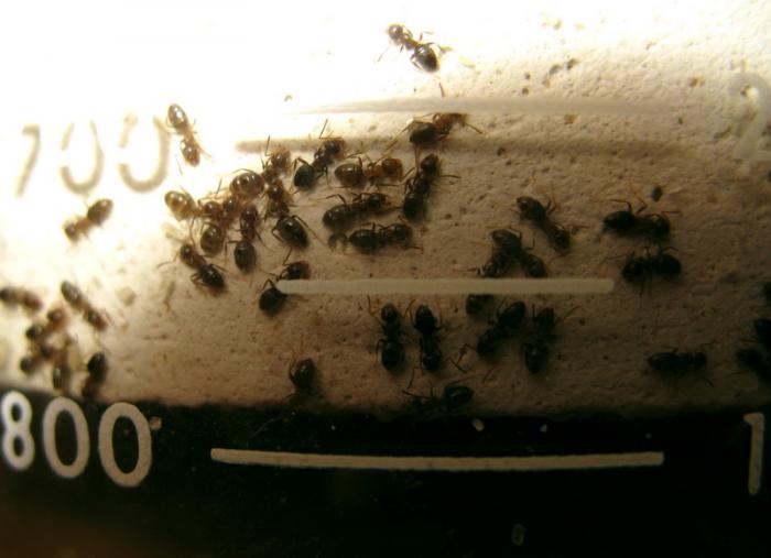 lasius atak.jpg