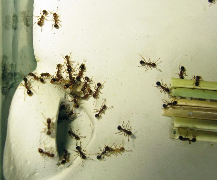 myrmicasp31.jpg
