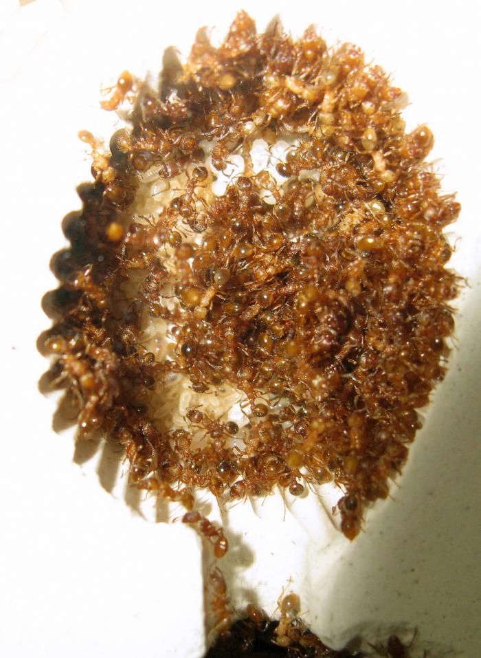myrmicasp36.jpg