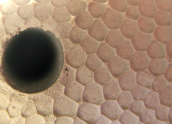 фактура пенопласта