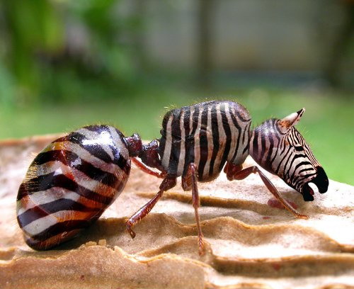 zebra_ant_0.jpg