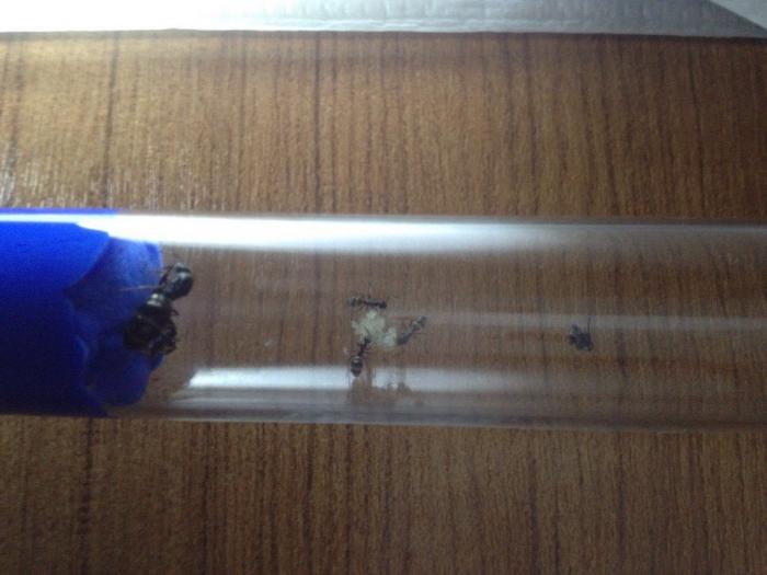 fusca с расплодом